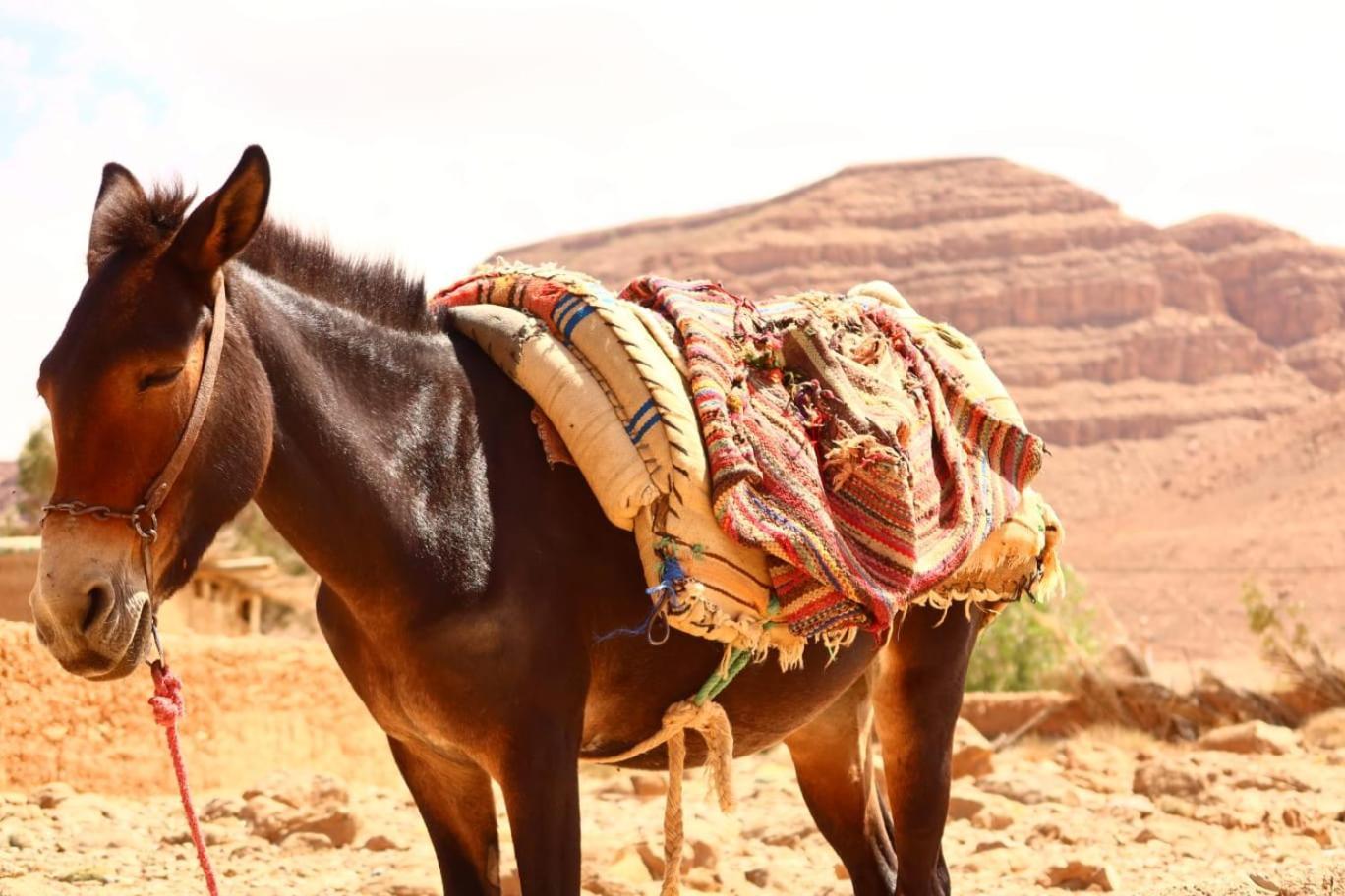 Gite D'Etape Ziz Oasis Achbarou Luaran gambar