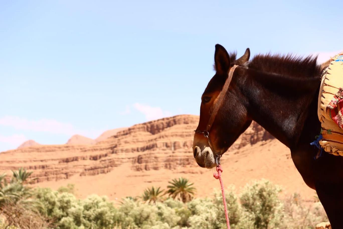 Gite D'Etape Ziz Oasis Achbarou Luaran gambar